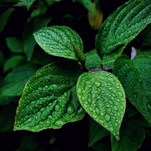 Mint Leaves & Oak